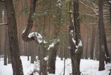 Tańczący las w Zielonej Górze. To jedyne tak wyjątkowe miejsce w naszym regionie! Zimą to miejsce szczególnie wygląda zjawiskowo!