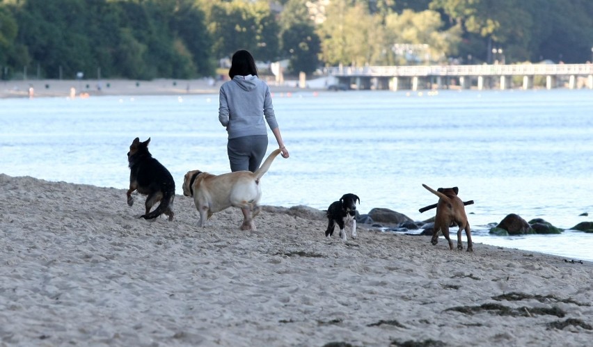 Wakacje z psem. Co zrobić z psem podczas urlopu? [ZDJĘCIA, VIDEO]