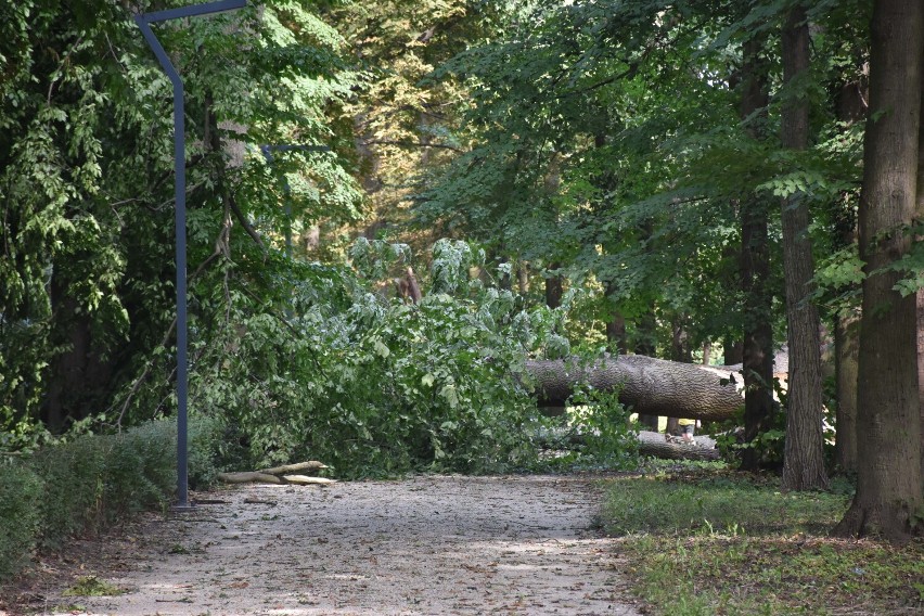 Malbork. Park po wichurze był pełen powalonych drzew. Żywioł łamał je jak zapałki i wywracał z korzeniami