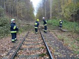 Wietrzny czwartek i piątek w powiecie kartukim - strażacy interweniowali około 50 razy