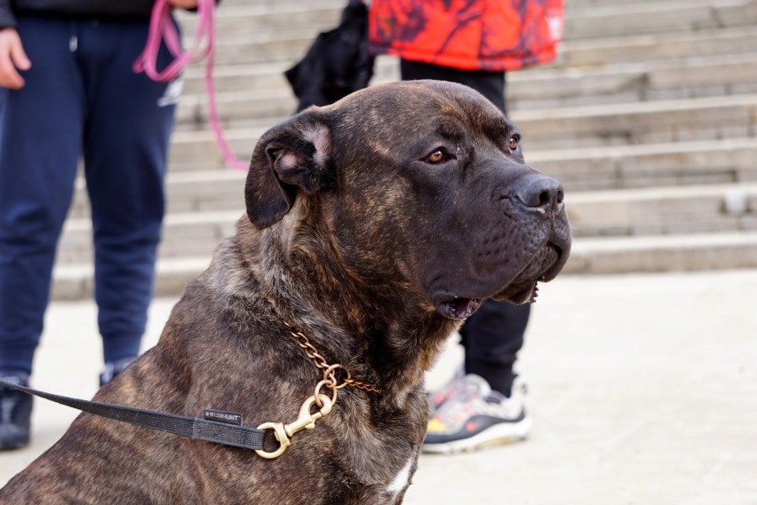 "Psy tej rasy chronią rodzinę i przynoszą wiele radości". Spacer po Lublinie z Cane Corso Italiano. ZOBACZ ZDJĘCIA