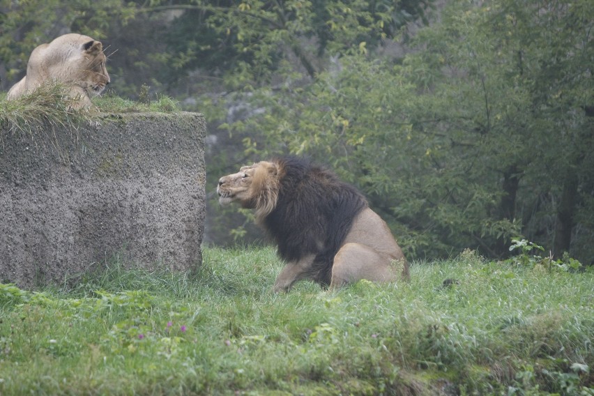 79. urodziny zoo i dzień pandy małej [ZDJĘCIA]