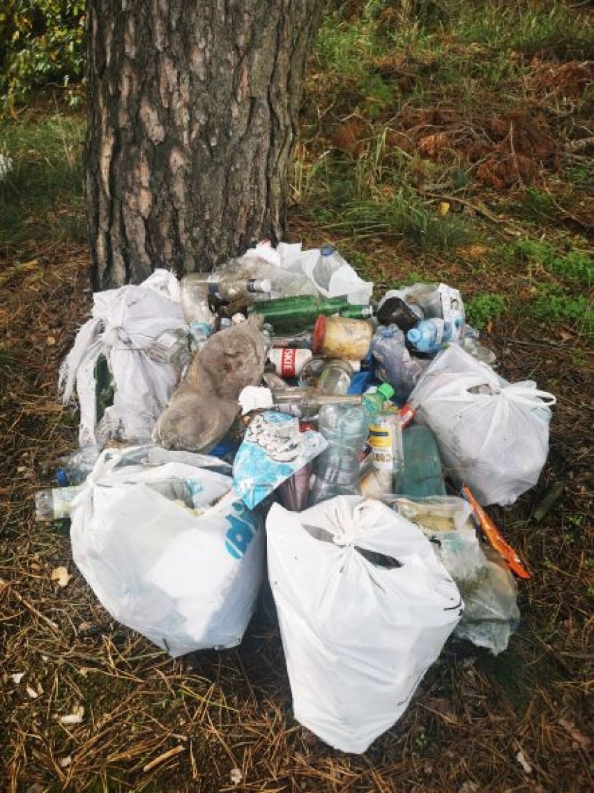 Śmieci porzucone w lesie. Urzędnicy i leśnicy poszukują właściciela odpadów