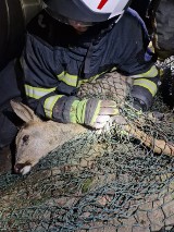 Strażacy z Dąbrówki Małej uratowali dwie sarenki z kanału ciepłowniczego. Zwierzęta tej samej nocy wróciły do lasu