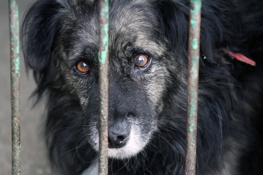 Psy czekają na adopcję w legnickim schronisku, są także szczeniaki [ZDJĘCIA]