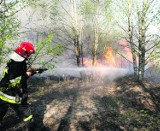 W lasach sucho, ale leśnicy uspokajają: dramatu jeszcze nie ma