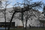 Toruń. Miasto szuka firmy, która "przytnie" drzewa dla bezpieczeństwa