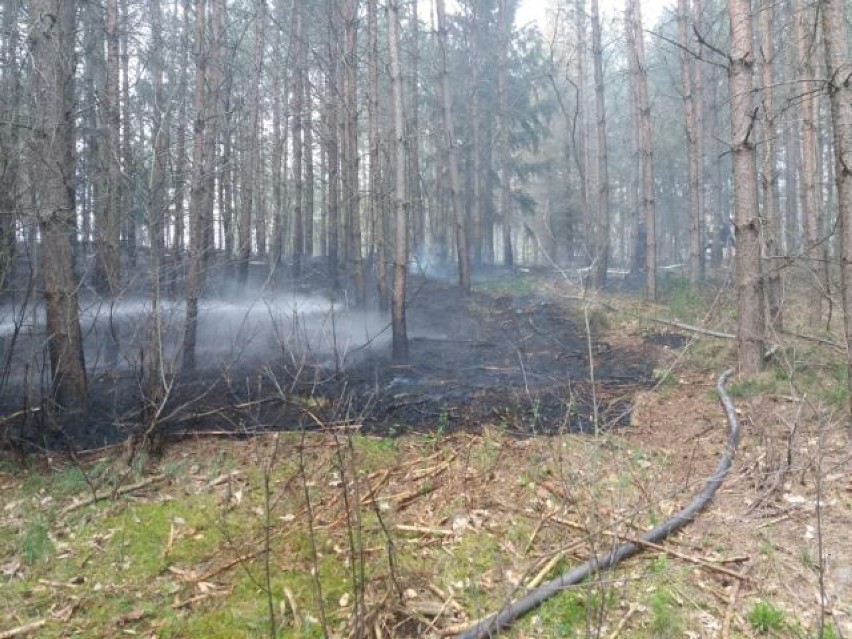 Pożar lasu we Wrześnicy. Z ogniem walczy 9 zastępów straży pożarnej i helikopter [ZDJĘCIA]