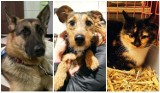Schronisko dla Bezdomnych Zwierząt w Wałbrzychu: Noworoczni psi uciekinierzy i znajdy nadal czekają na odbiór. Może ich szukacie?