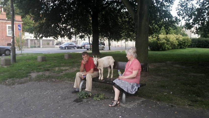 Grupa miłośników psów - spotykają się w Parku Kasprowicza i...
