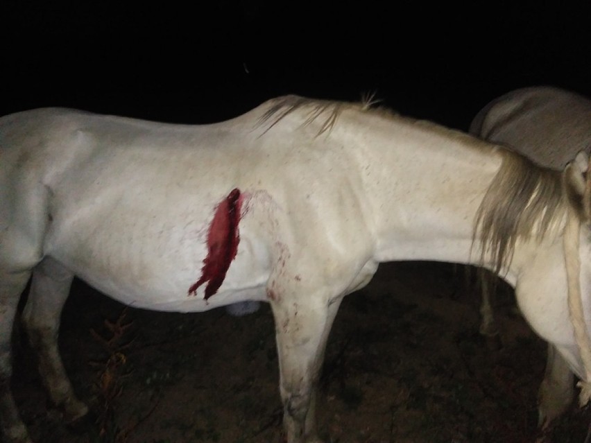 Koń został postrzelony nabojem wypełnionym prętami! Policja szuka sprawcy! [DRASTYCZNE ZDJĘCIA]