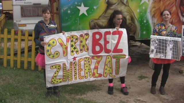 Basta! protestowała przed cyrkiem w Szczecinie. W obronie zwierząt [wideo]