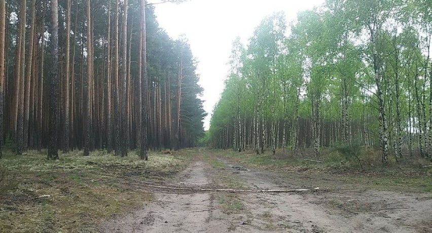 Morderstwo 26-letniej Elżbiety H. z Dębówka koło...