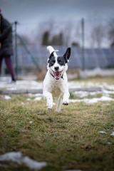 Wspaniałe psy do adopcji czekają w jastrzębskim schronisku. Tym słodziakom należy się dach nad głową i lepsze życie. Zobaczcie ZDJĘCIA 