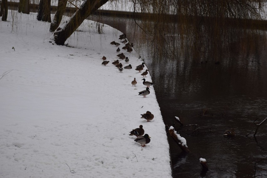 Starogardzki park miejski zachwyca w zimowej porze [ZDJĘCIA] 