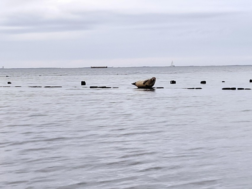 Gdynia. Przy plaży w Babich Dołach pojawiła się foka, 18.07.2022 r. ZDJĘCIA WIDEO