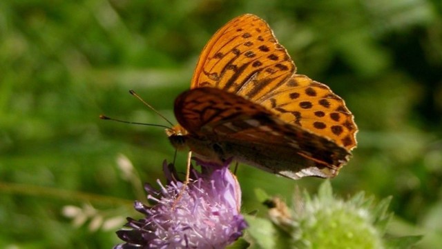 Dostojka malinowiec (Argynnis paphia)

Czytaj wiecej: http://www.wiadomosci24.pl/artykul/motyle_dostojka_malinowiec_argynnis_paphia_274525.html