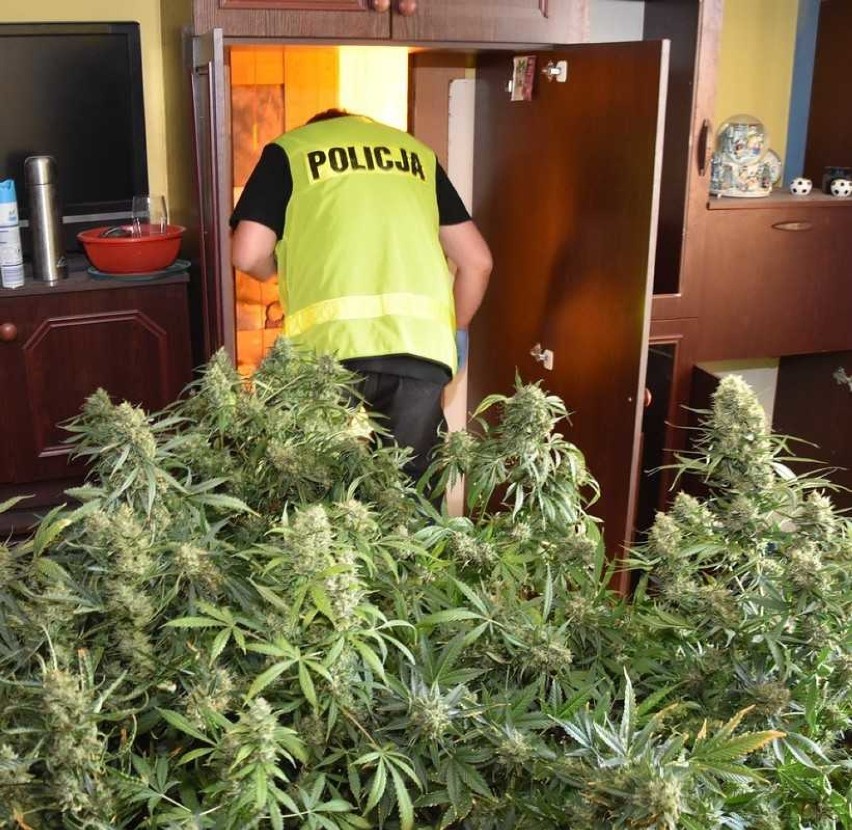 Starogard Gd. Policjanci zlikwidowali tajny pokój z marihuaną i zatrzymali 28-latka ZDJĘCIA, FILM