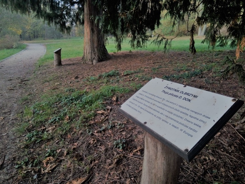 Parku-arboretum w Gołuchowie. Zobacz go w jesiennej szacie