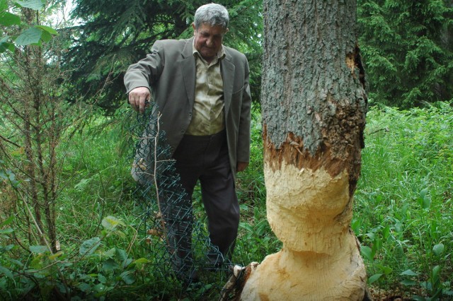 Część drzew trafia do Wdy w wyniku działalności bobrów