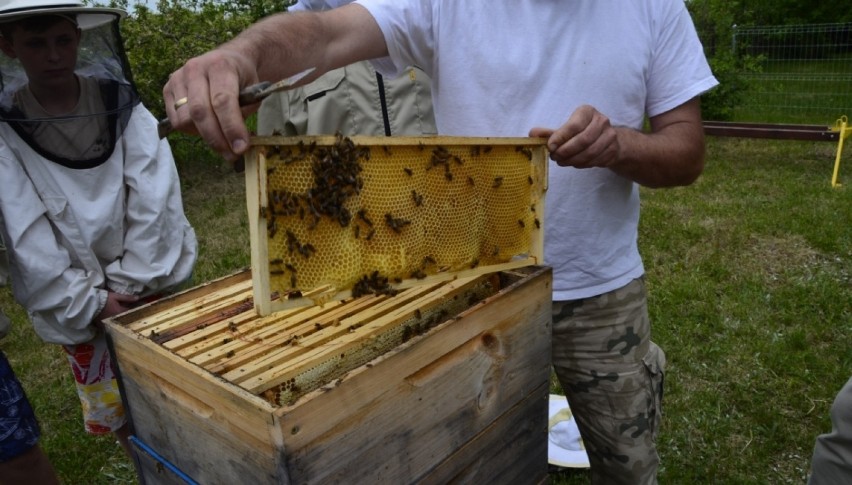 Pszczoły migrują do miast!                    