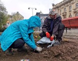 Wiosenne nasadzenia na ulicy Śródmiejskiej w Kaliszu. ZDJĘCIA