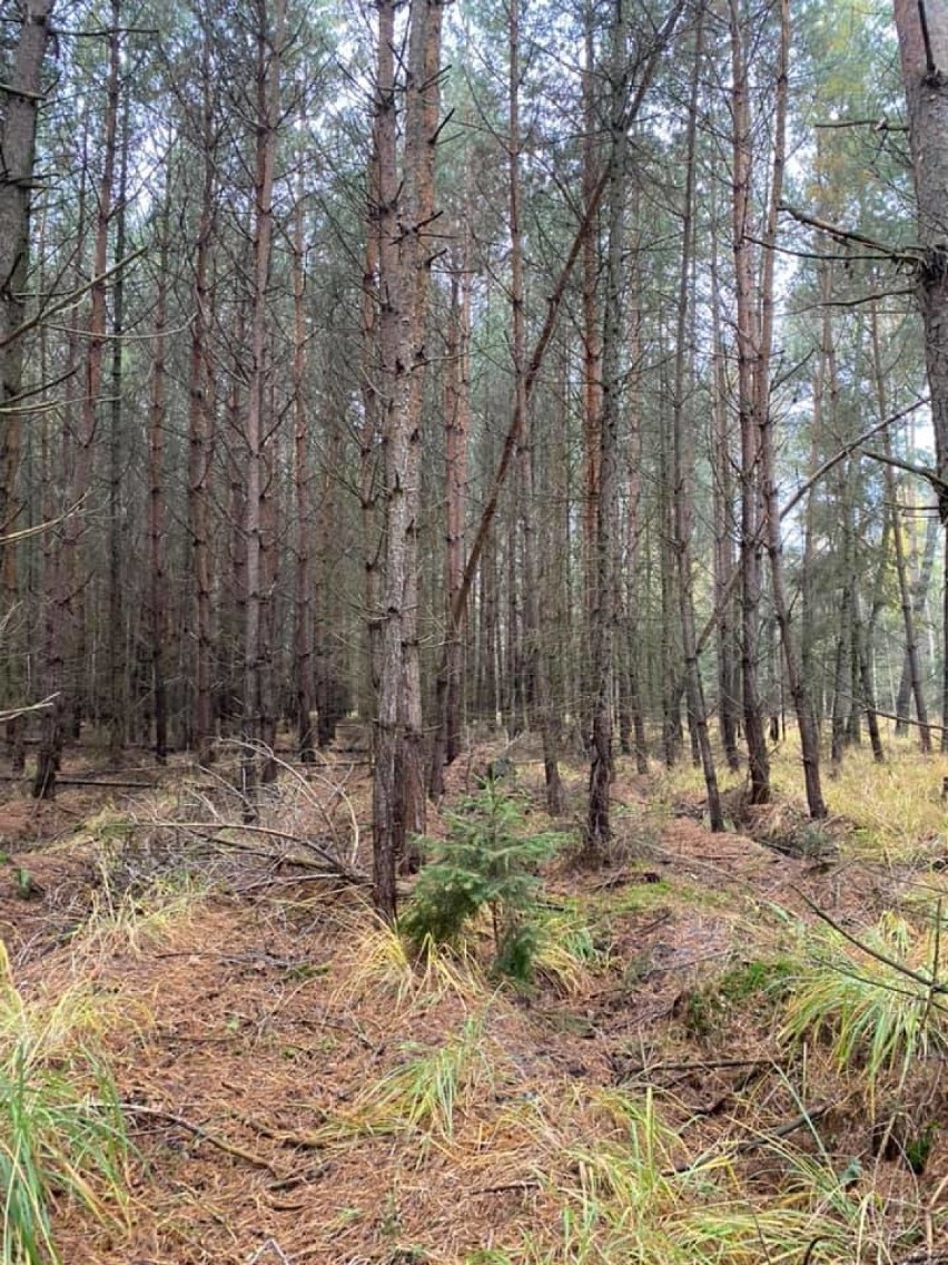 Babie lato, Indian Summer, polska złota jesień na fotografiach naszych Czytelników [ZDJĘCIA]