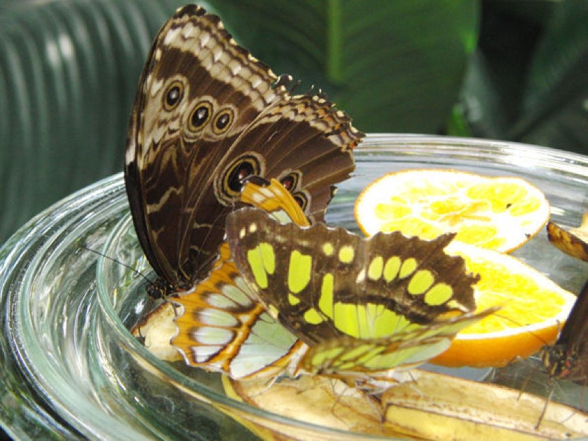 Motyle z Wyspy Mainau na Jeziorze Bodeńskim. Fot. Halina...