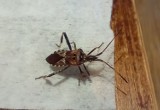 Wtyk amerykański - co to za chrząszcz pcha się do domów? Wyjaśniamy, czy trzeba się go bać
