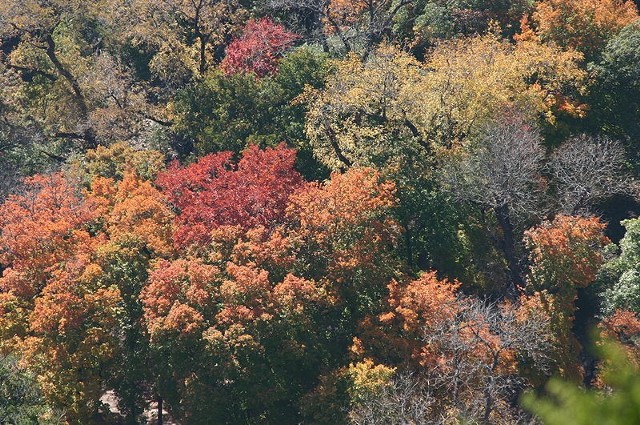 Źródło: http://commons.wikimedia.org/wiki/File:Aerial_View_of_Autumn_Forest_Colors.jpg