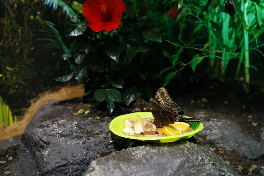 Pierwsza Motylarnia w Warszawie już otwarta! Możecie podziwiać piękne i egzotycznych motyle [ZDJĘCIA]