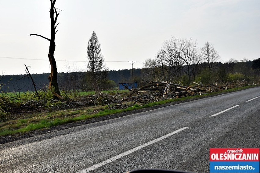 Powiat oleśnicki. Tysiące drzew poszło pod topór. Trwa wycinka!  (ZDJĘCIA) 