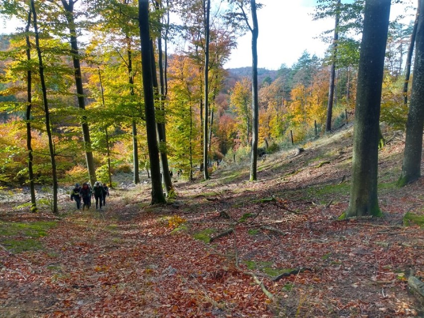 Leśnicy oprowadzają po urokliwych miejscach w lasach Nadleśnictwa Strzebielino