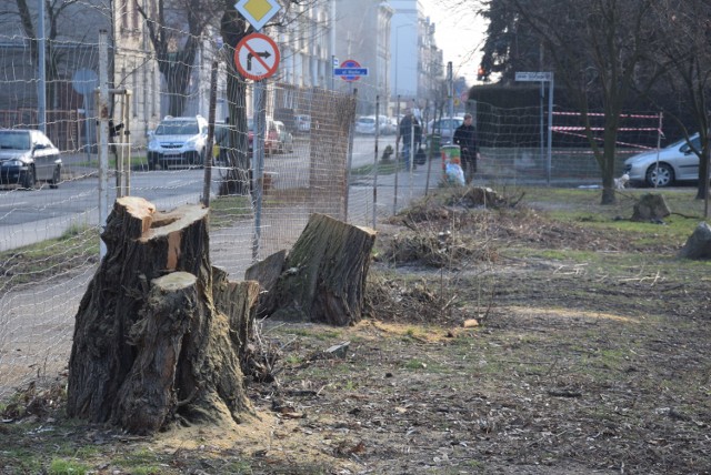 Wycinka drzew na Skwerze Sybiraków. Mieszkańcy oburzeni, a Miasto tłumaczy