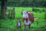 Prawa zwierząt dotyczą nie tylko tych domowych, ale i hodowlanych. Zbliża się Światowy Dzień Zwierząt 2023