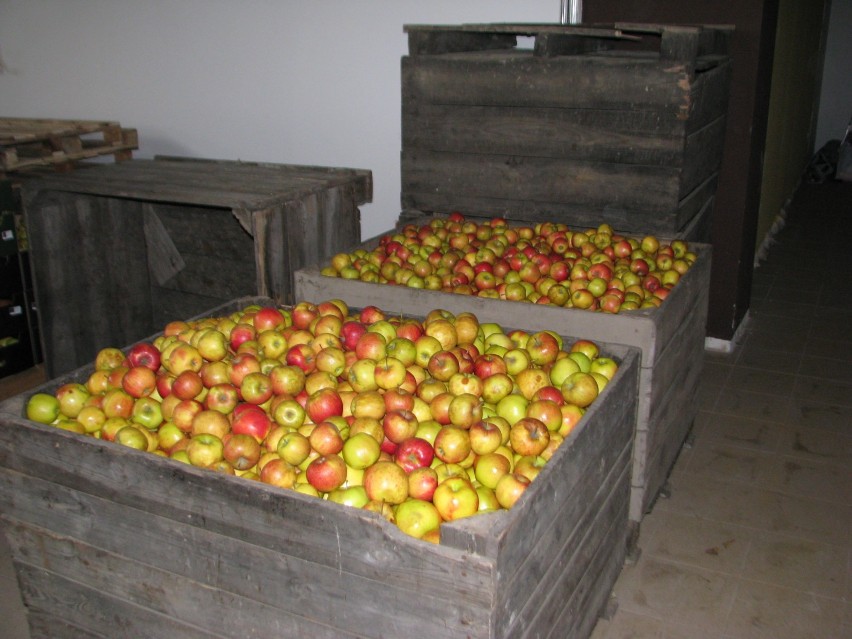 Darmowych jabłek już nie ma w Tarnowskich Górach