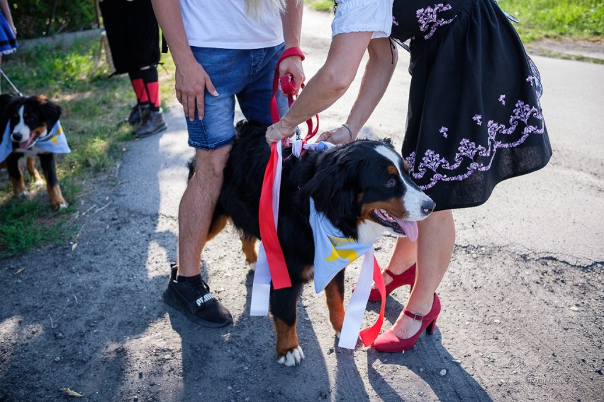 Tarnów. Berneńczyki opanowały miasto [ZDJĘCIA]