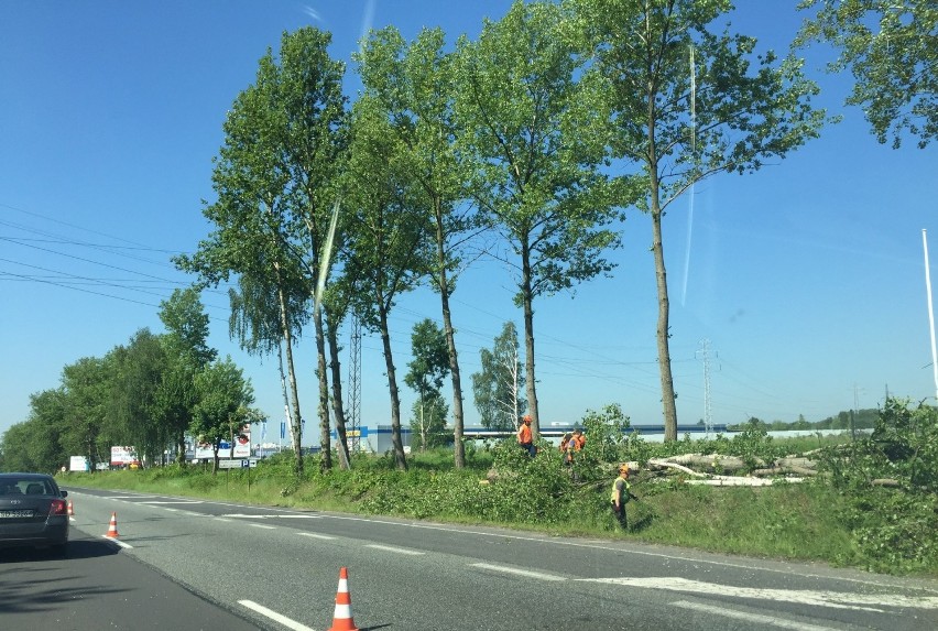 Trwa wycinka drzew przy DK94 w Sosnowcu