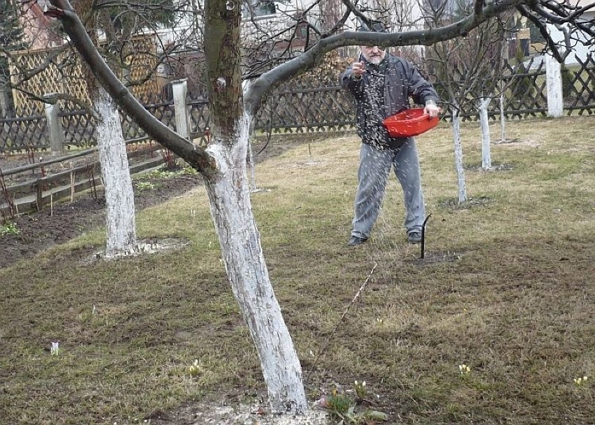 Drzewka dawno pobielone, teraz poletko jest nawożone. Tu i...