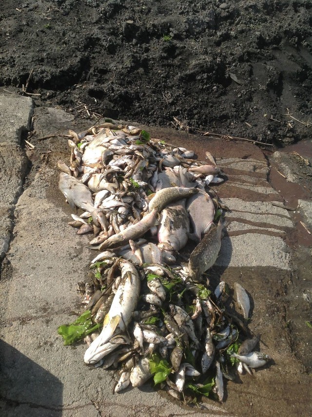 Martwe ryby wyłowione z rzeki Dzierzgoń