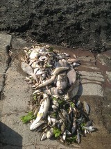 Martwe ryby w rzece Dzierzgoń - wędkarze czekają na wyniki badań próbek wody i podanie przyczyn zatrucia