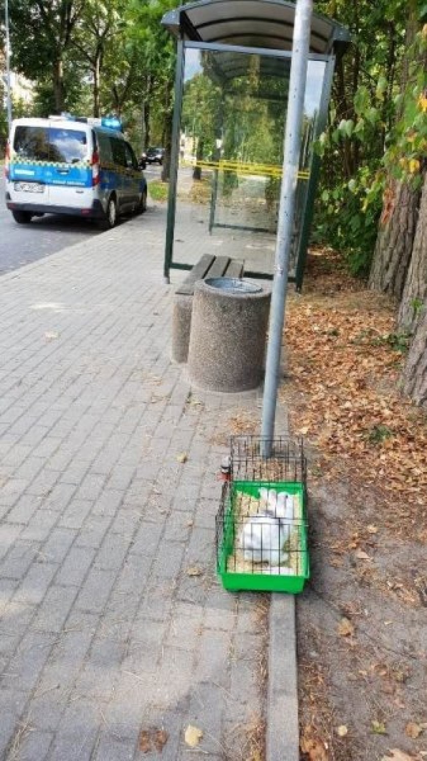 Porzucił królika w klatce na przystanku autobusowym