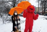 Elmo z Ulicy Sezamkowej promuje na stargardzkich ulicach miejską akcję "Stargard kupuje lokalnie". Można wygrać 250 złotych!
