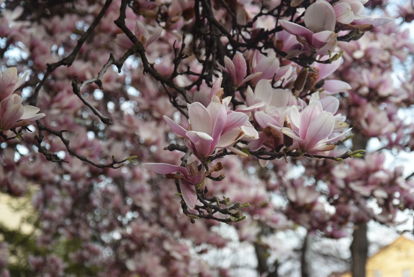 Piękne magnolie są wizytówką ulicy Piastowskiej w Brzegu. Nie można przejść obok nich obojętnie [WIDEO]