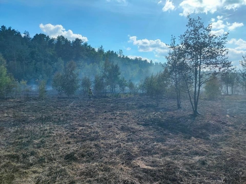 Kilkudziesięciu strażaków walczyło z pożarem w Staszowie. Trudna akcja