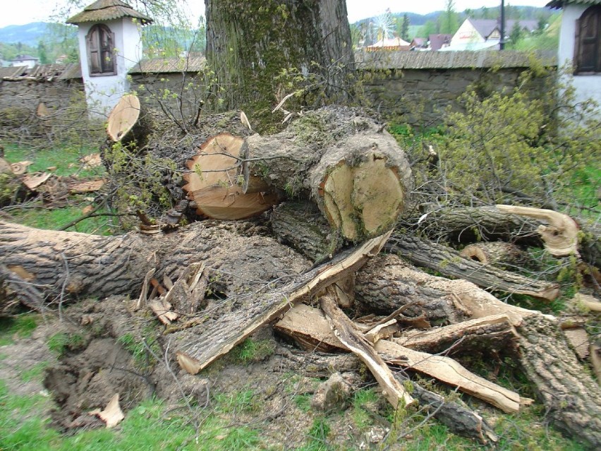 Wycinka drzew w Rabce: wycięto 400-letnie drzewa