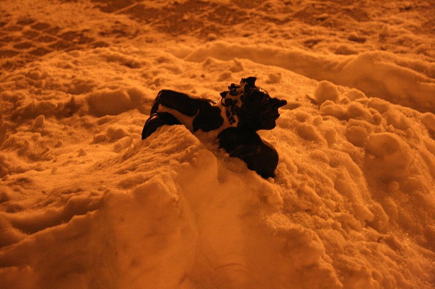 Bachusik Transportikus miał śniegu po pachy...