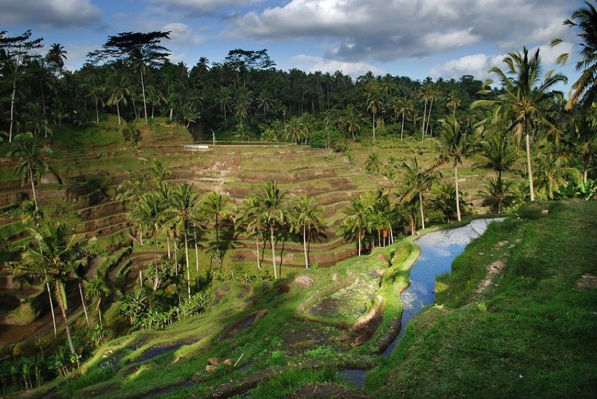 Gospodarka Bali słynie z upraw ryżu – nic więc dziwnego, że...