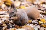 Naukowcy zbadają naturę i zwyczaje warszawskich wiewiórek. Gryzoniom założono obroże z nadajnikami