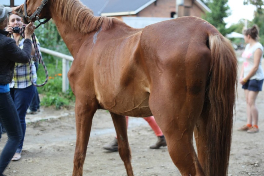 Potrzebna była interwencja. Koń miał ponad 100 kg niedowagi...[zdjęcia]